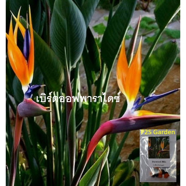 เบิร์ด เมล็ดต้นเบิร์ด ปักษาสวรรค์ เบิร์ดออฟพาราไดซ์ Bird of Paradise สีส้ม