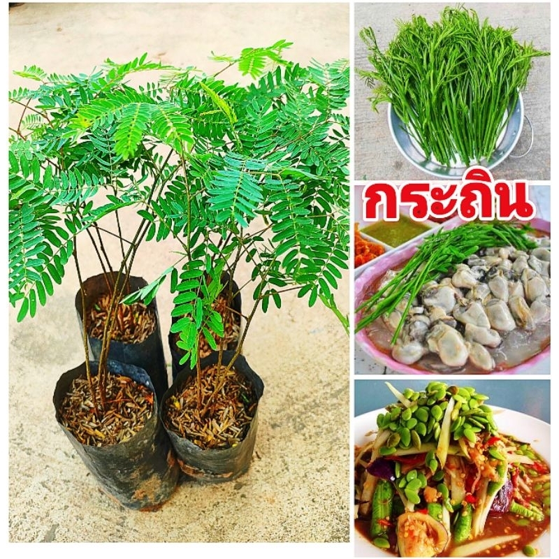 ต้นกระถิน พันธุ์ทานยอดอ่อน,ผลอ่อน,เมล็ด เป็นผักเคียงได้หลายเมนู ต้นพันธุ์เเข็งเเรงพร้อมปลูก สินค้าเสียหายยินดีเคลมฟรี