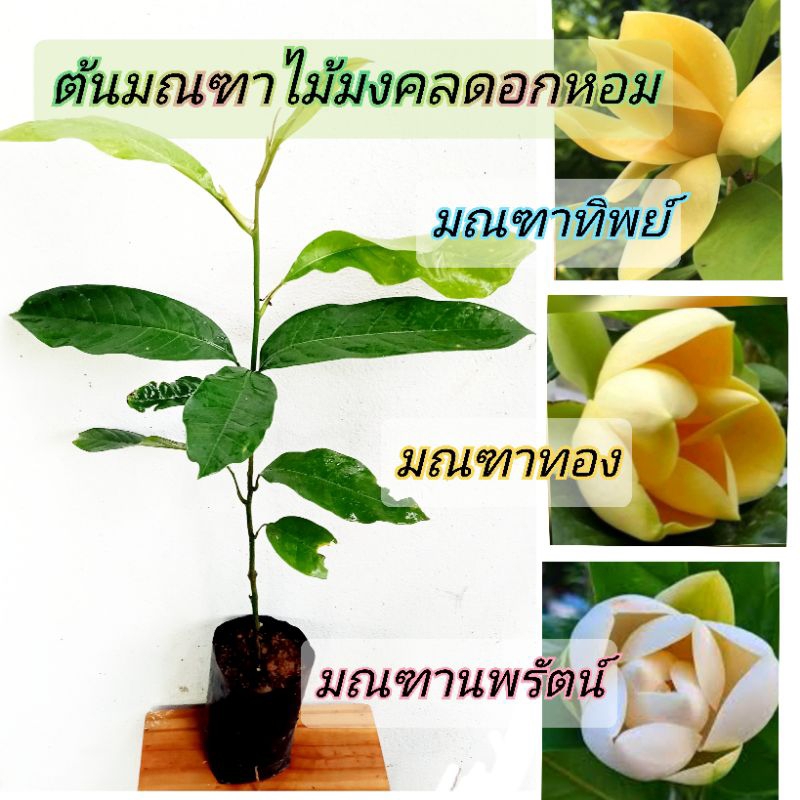ต้นมณฑาทิพย์/มณฑาทอง/มณฑานพรัตน์ ไม้ดอกหอมดอกใหญ่ แบบชำกิ่ง