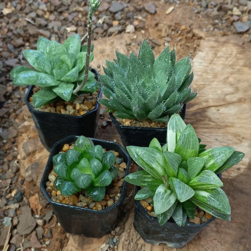 ฮาโวเทีย ไม้อวบน้ำ ขนาดกระถาง 2 นิ้ว มีมากกว่าในรูป🚚ส่งทั้งกระถาง Succulent and havotia cuctus plant