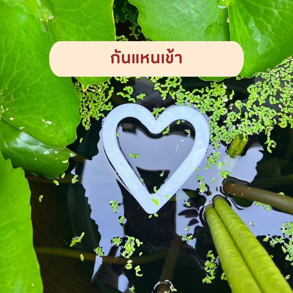 แหวนให้อาหารปลา ที่กั้นอาหารปลา ห่วงให้อาหารปลาป้องกันแหนเข้า อุปกรณ์เสริมสำหรับให้อาหารปลา 8 แบบให้เลือกตามใจชอบ