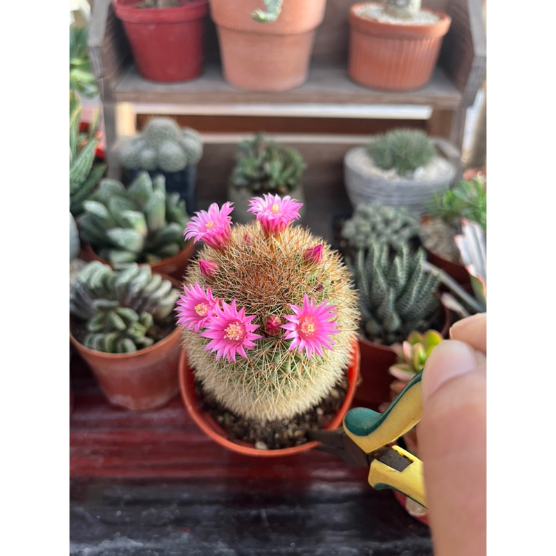 ไม้ลำจัดสวน Mamilaria spinno ((  มงกุฎเจ้าหญิง ))ต้นใหญ่