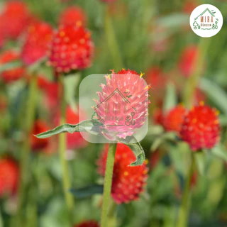 เมล็ดพันธุ์ ดอกบานไม่รู้โรยสีแดง บรรจุ 70 เมล็ด