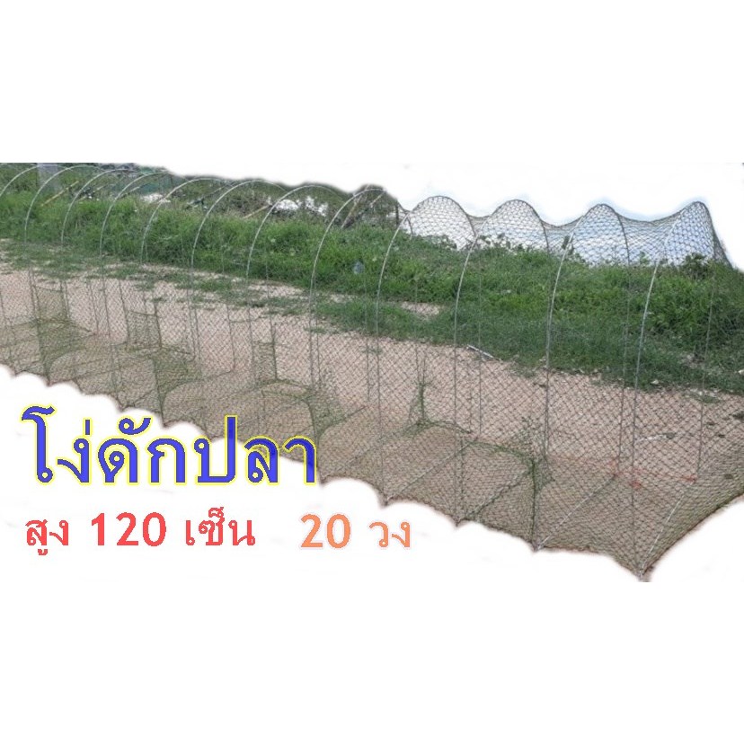 อ้ายโง่ดักปลาคอนโดดักปลาไซดักปลาสูงU1.2เมตรขนาด20วงตา5เซ็น