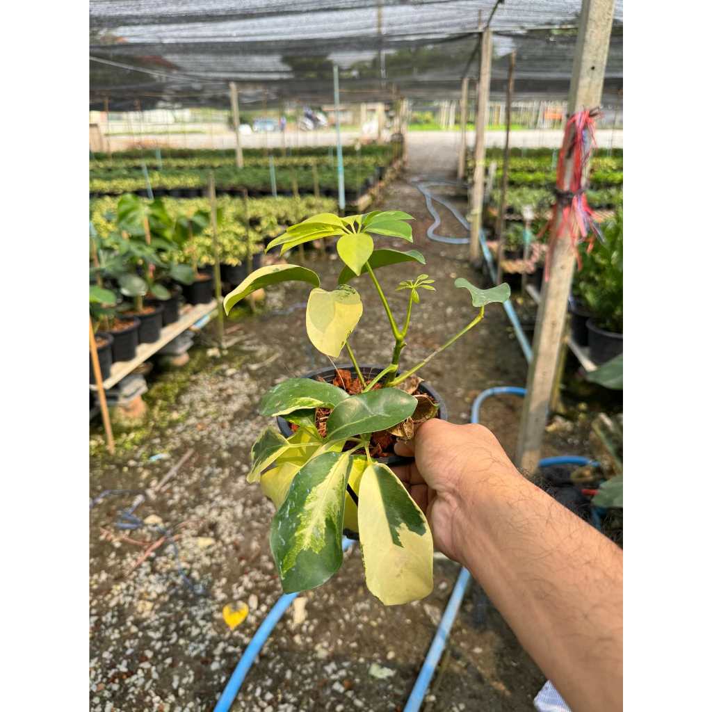 มุมมอง 2