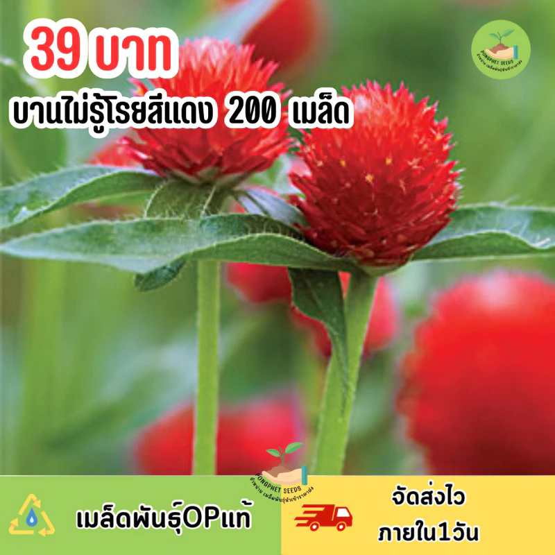 บานไม่รู้โรยสีแดงล้วน บรรจุ 200 เมล็ด