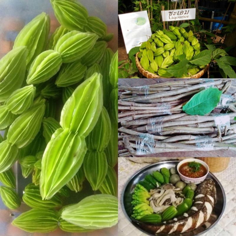 กิ่งพันธุ์ชะเอมเถา สำหรับนำไปชำเอง