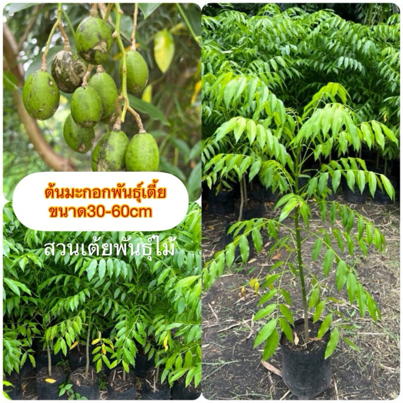 ต้นมะกอกฝรั่งพันธุ์เตี้ยขนาด30-60cmปลูก3เดือนออกลูกสามารถปลูกในกระทางได้