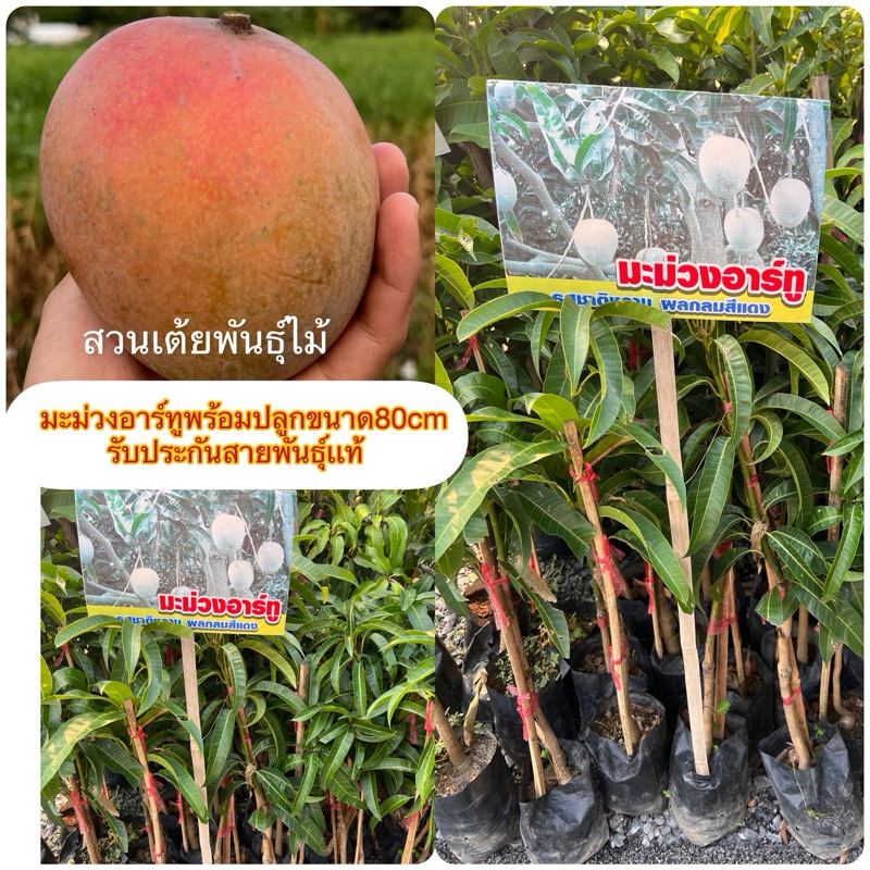 มะม่วงอาร์ทู ชุดนี้กิ่งเสียบยอดพร้อมปลูกขนาด80cm รับประกันพันธุ์จากสวน