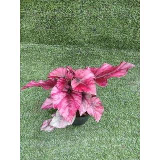 ต้นบีโกเนีย ' Lava Red ' [Begonia Lava Red] ไม้ในกระถาง3"