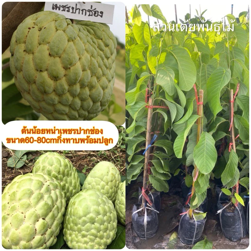 ต้นน้อยหน่าเพชรปากช่อง ขนาด60-80cmกิ่งทาบพร้อมปลูก รับประกันสายพันธุ์แท้