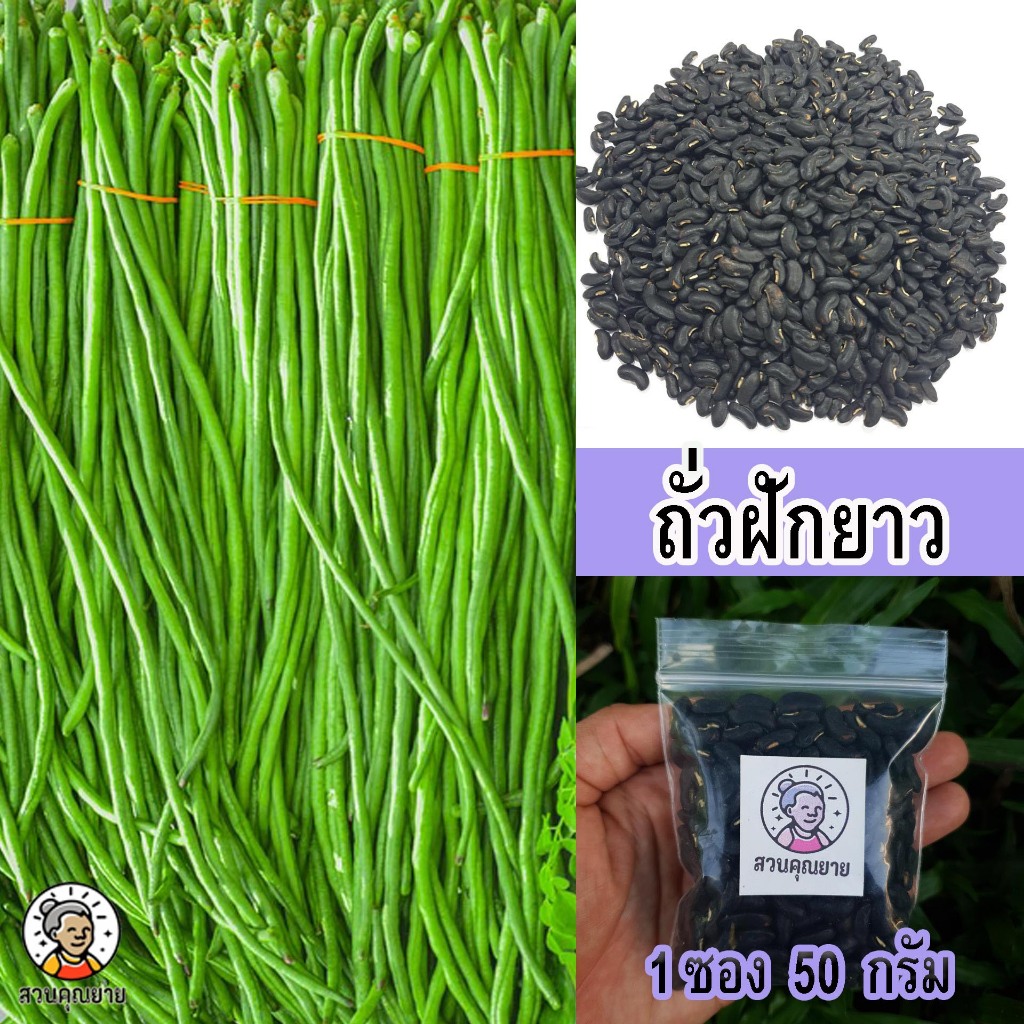 เมล็ดพันธุ์ถั่วฝักยาว ฝักยาว อวบใหญ่  ทนทานต่อโรค ปลูกได้กับดินเกือบทุกชนิด  ขนาด 50 กรัม