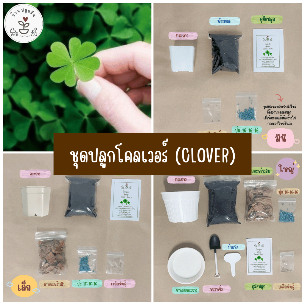 LXG : ชุดปลูกโคลเวอร์ ชุดพร้อมปลูกโคลเวอร์ มี 3 ขนาด ราคาไม่แพงจ้า ชุดปลูกต้นไม้