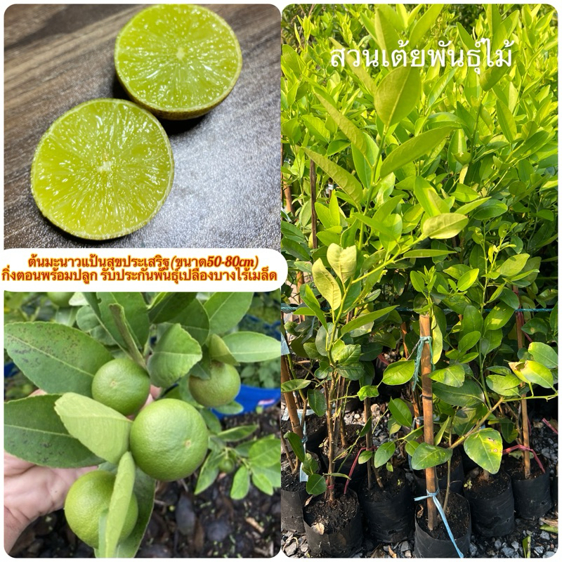 ต้นมะนาวแป้นสุขประเสริฐ(ขนาด30-80cm)สายพันธ์ุแท้กิ่งตอนชำเรียบร้อยพร้อมปลูก รับประกันพันธุ์เปลืองบางไร้เมล็ด