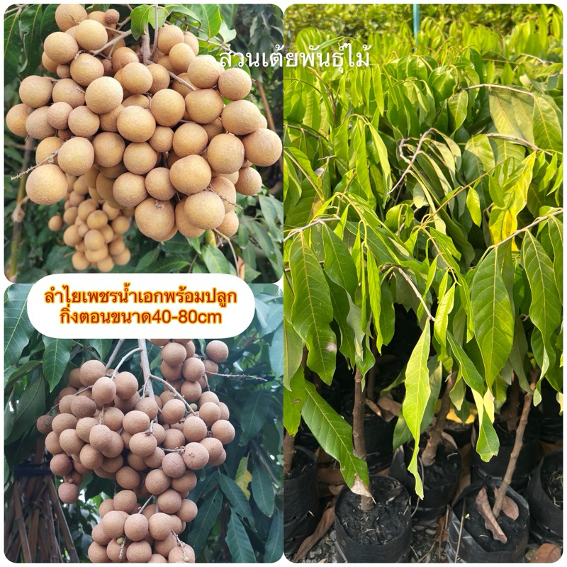 ลําไยเพชรน้ำเอกพร้อมปลูกกิ่งตอนขนาด40-80cm ชอใหญ่ รสชาติหวานมาก เม็ดเล็กรับประกันสายพันธุ์