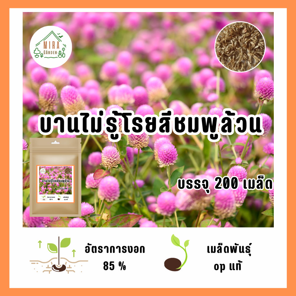 เมล็ดพันธุ์ บานไม่รู้โรยสีชมพู บรรจุ 200 เมล็ด