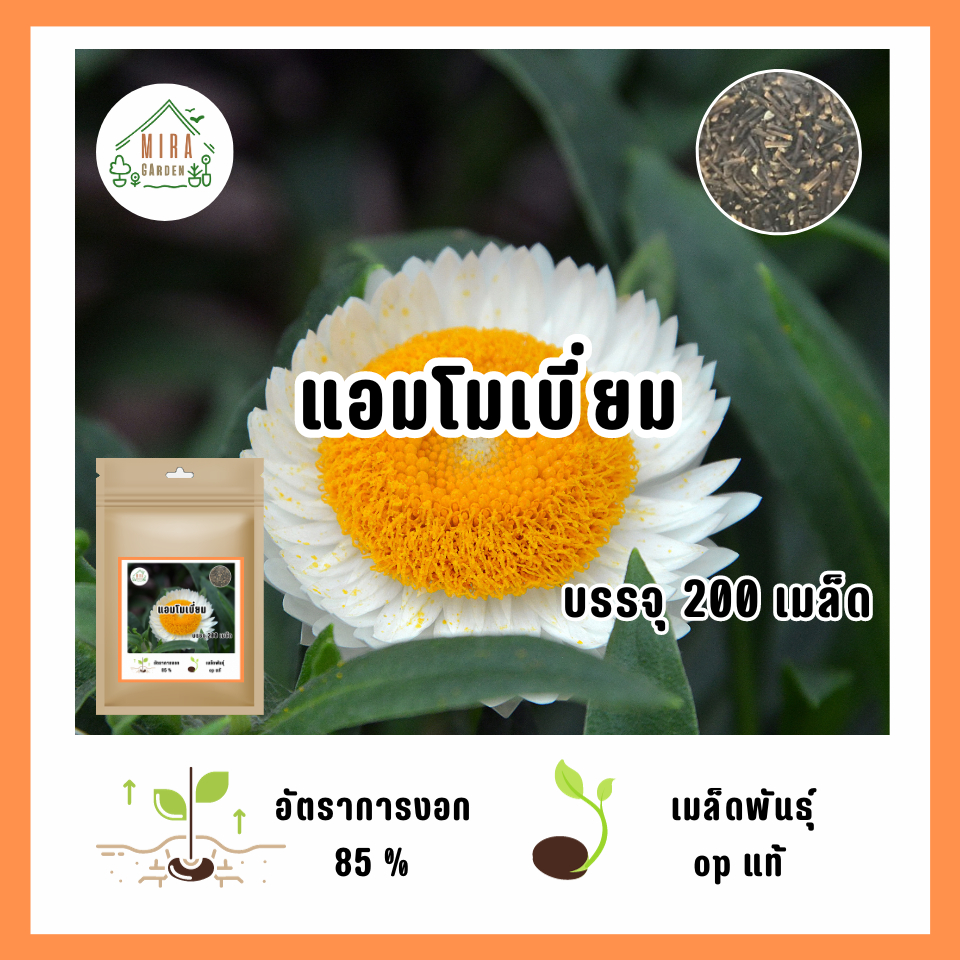 เมล็ดพันธุ์ ดอกแอมโมเบี่ยม บรรจุ 200  เมล็ด