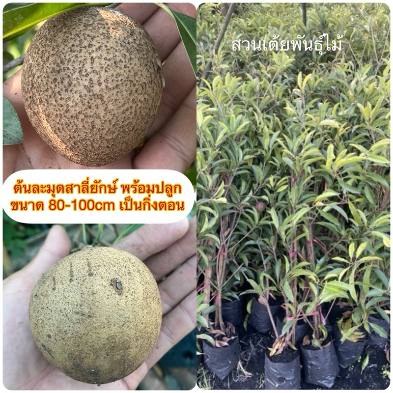 ต้นละมุดสาลี่ยักษ์ พร้อมปลูกขนาด 80-100cm เป็นกิ่งตอนช้ำลงถุงดำแล้ว