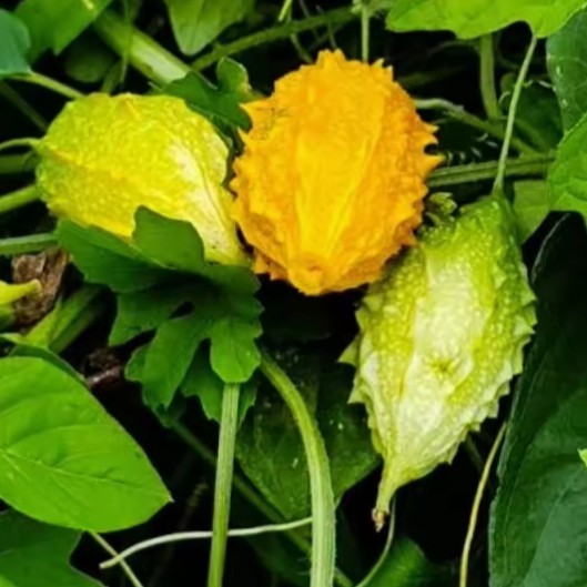 15 เมล็ด มะระขี้นกพันธุ์พื้นบ้าน เมล็ดมะระขี้นกพันธุ์พื้นบ้าน มะระขี้นก เมล็ดมะระขี้นก - รูปที่ 4