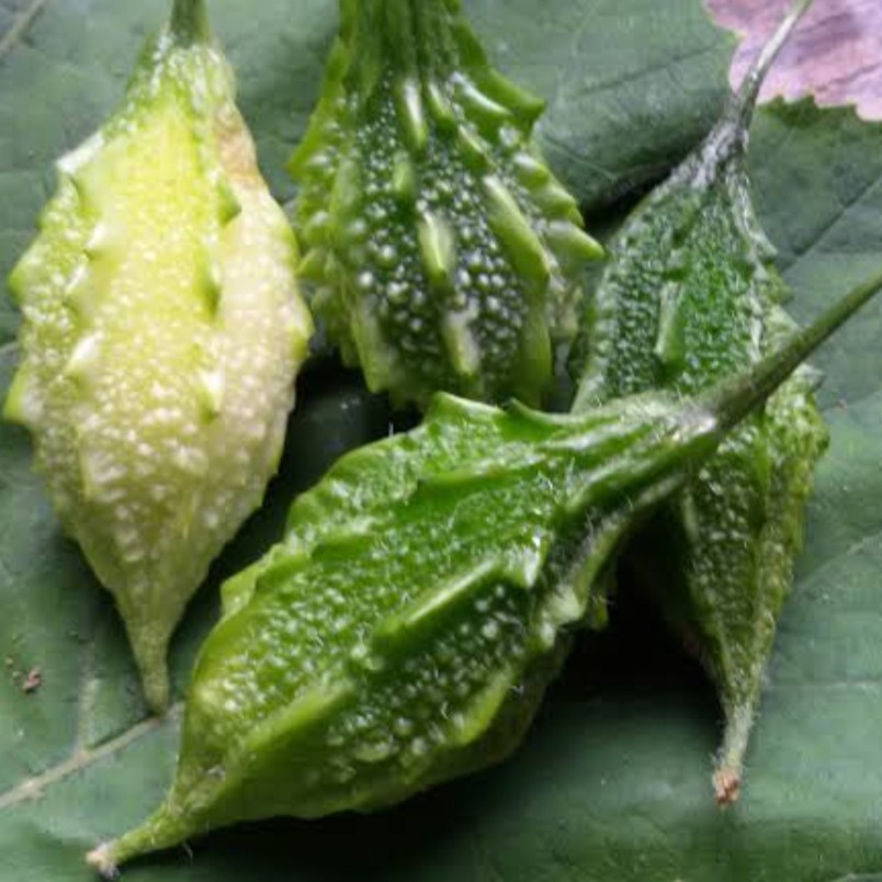 15 เมล็ด มะระขี้นกพันธุ์พื้นบ้าน เมล็ดมะระขี้นกพันธุ์พื้นบ้าน มะระขี้นก เมล็ดมะระขี้นก - รูปที่ 5