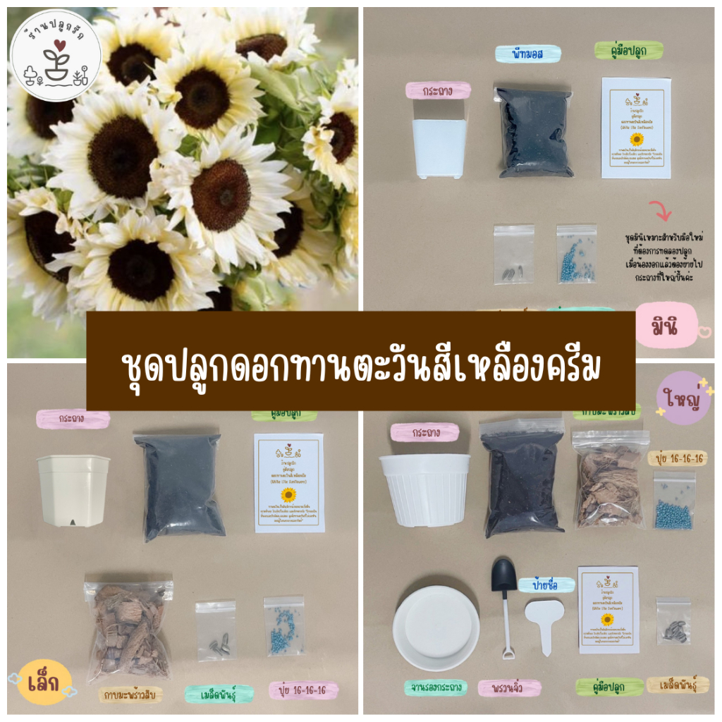 LXG : ชุดปลูกดอกทานตะวันสีเหลืองครีม ชุดพร้อมปลูกดอกทานตะวันสีเหลืองครีม ทานตะวันสีเหลืองครีม White Lite Sunflowers
