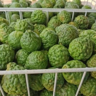 ลูกมะกรูดสด​ 1 กิโล ปลูกธรรมชาติ​ รดน้ำใส่ปุ๋ยอินทรีย์​ พร้อ…