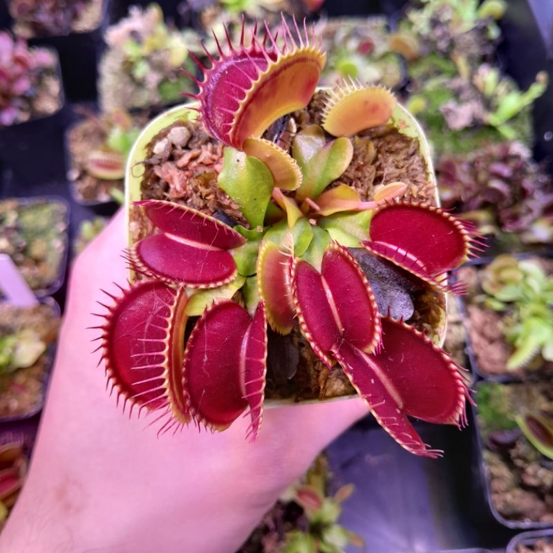 🔥New กาบหอยแครง B52 ปากแดงใหญ่!! (Venus Flytrap)