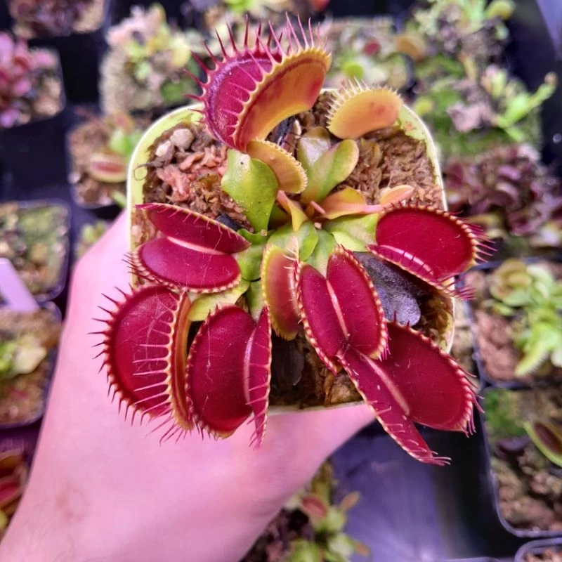 กาบหอยแครง B52 ปากแดงใหญ่!! 🔥 (Venus Flytrap) พืชกินแมลง ต้นจริงพร้อมส่ง