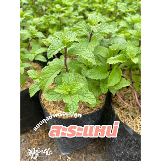 สะระแหน่ ผักสวนครัว ส่งแบบถุงชำ ต้นสวยๆ