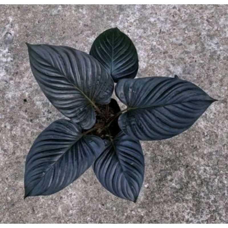ท่อนพันธุ์ Homalomena black borneoเสน่ห์จันทร์ดำบอร์เนียวHomalomena black borneofrom Kalimantan borneo Indonesia