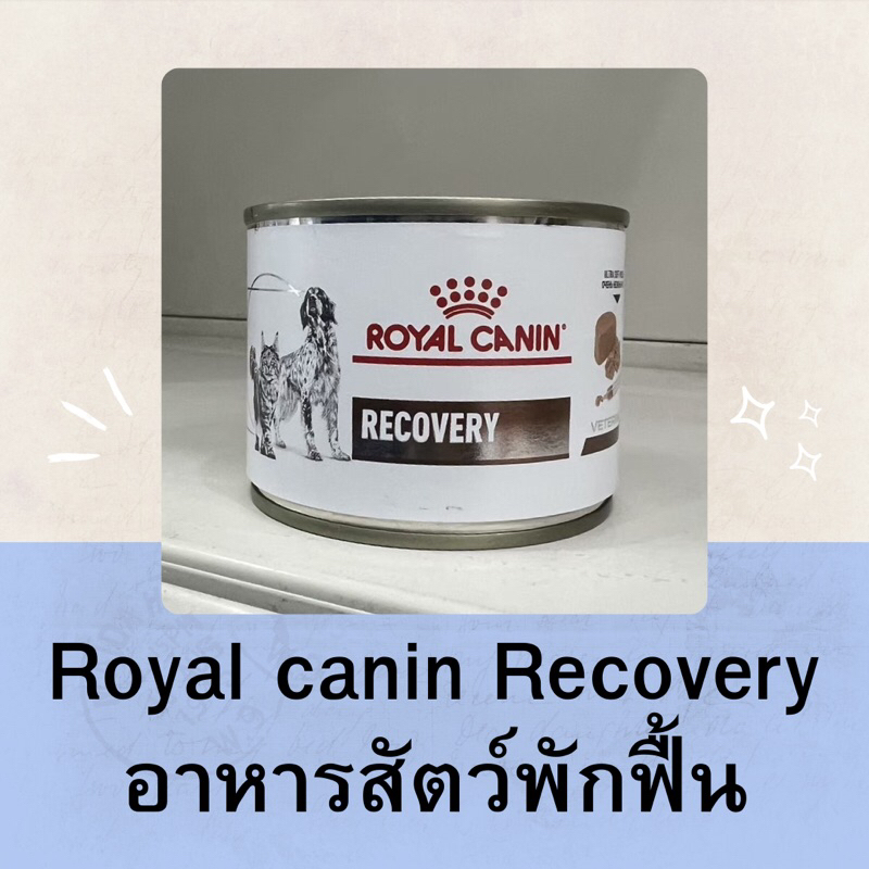 Royalcanin Recovery อาหารสัตว์พักฟื้น อาหารสัตว์ป่วย หลังผ่าตัด