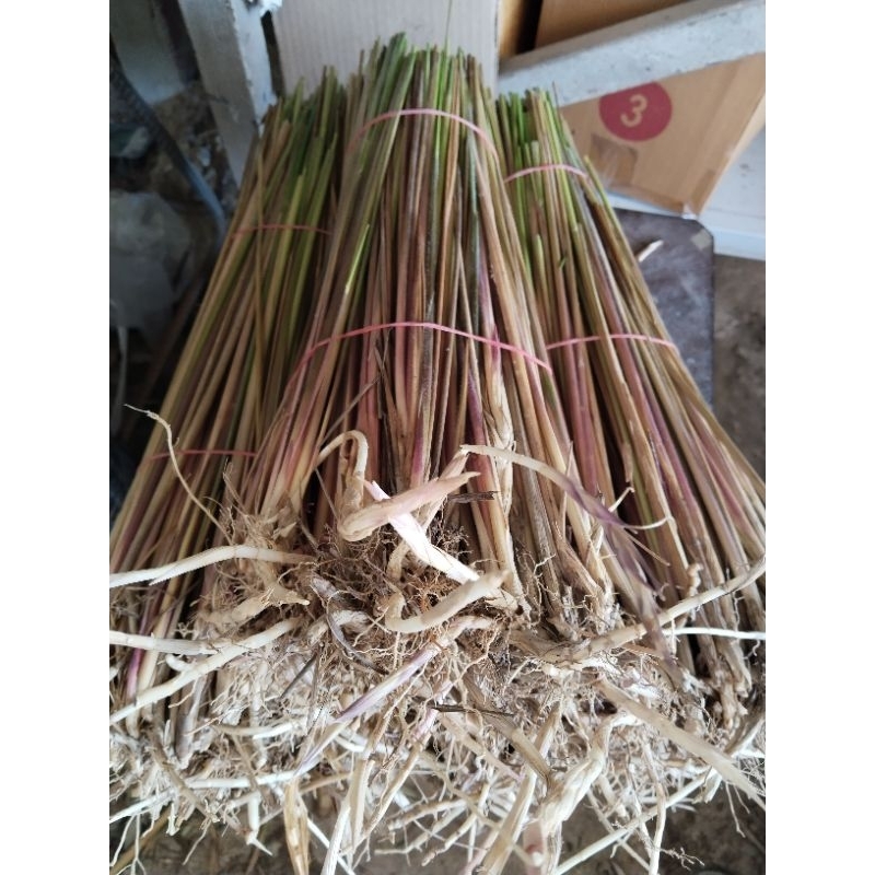 หญ้าคา​ ขายต้นกล้า​1กิโลกรัม100บาท(สำหรับปลูก)ตัดยาว40-50เซ็น
