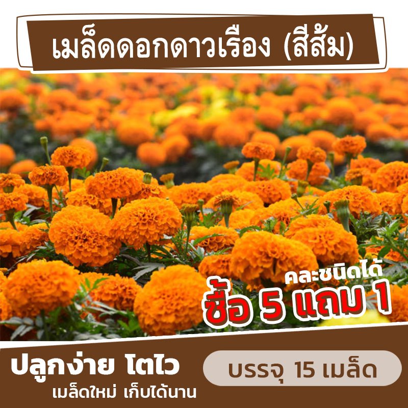 เมล็ดพันธุ์ ดอกดาวเรือง(สีส้ม) แบ่งขาย 15 เมล็ด (ซื้อ 5 แถม 1) ดอกคำปู้จู้