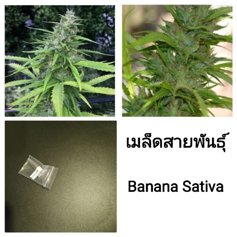 เมล็ดพันธุ์Banana Sativa เพศเมีย90%ใช้STSทำเมล็ด ชุด5และ3เม็ด