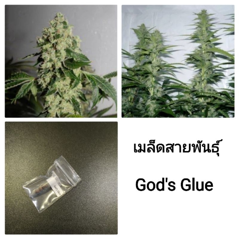 เมล็ดพันธุ์ God's Glue เพศเมีย90% ใช้STSทำเมล็ดชุดละ5และ3เม็ด