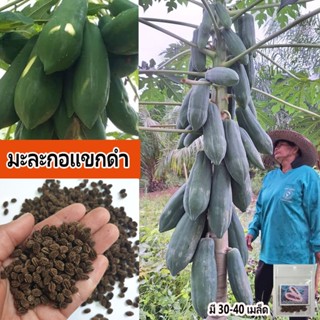 เมล็ดพันธุ์มะละกอแขกดำ เป็นพันธุ์ที่นิยมปลูกมากที่สุดในบ้านเ…