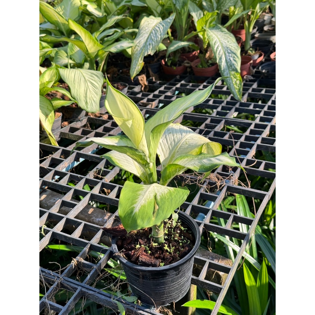 มุมมอง 2