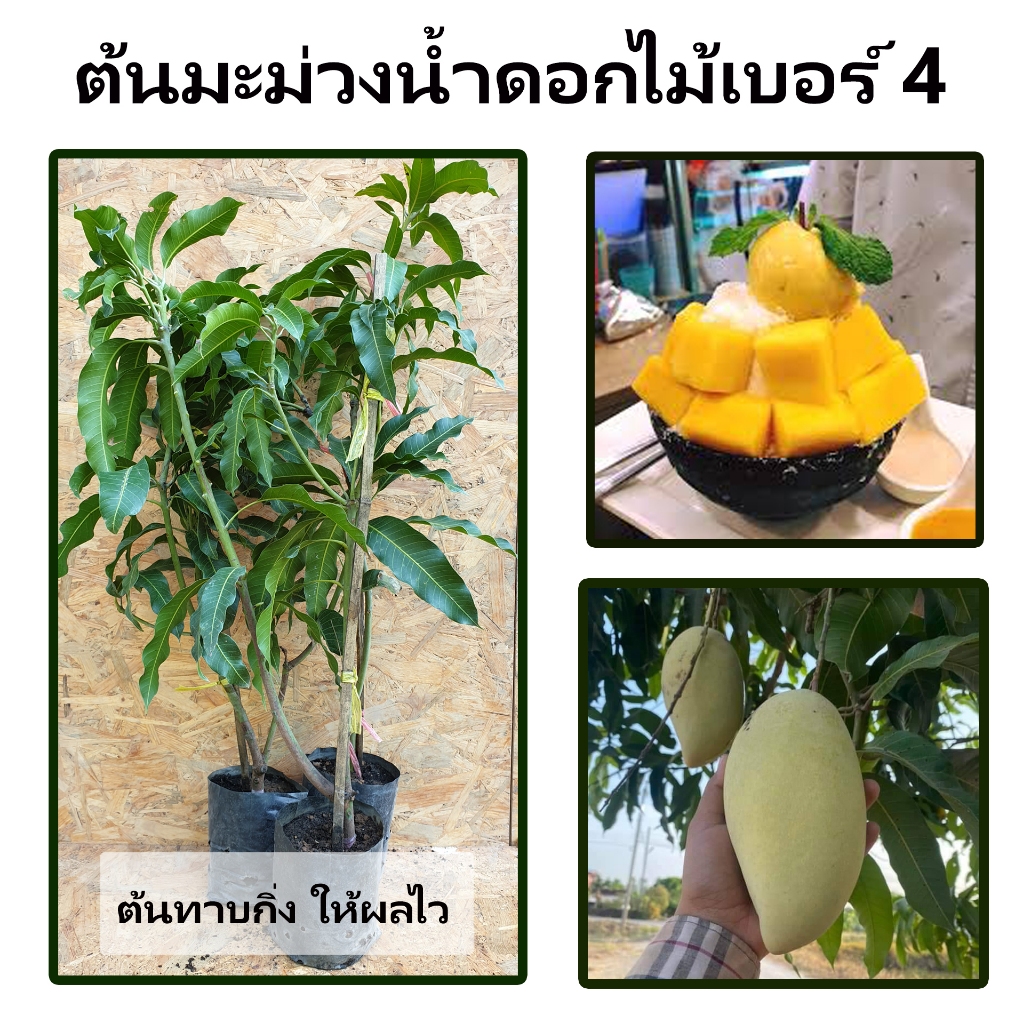 ต้นมะม่วงน้ำดอกไม้เบอร์ 4 รสชาติขณะดิบเปรี้ยวจัด ฉ่ำน้ำ เมื่อสุกเนื้อในเป็นสีเหลืองอมส้มนิดๆ