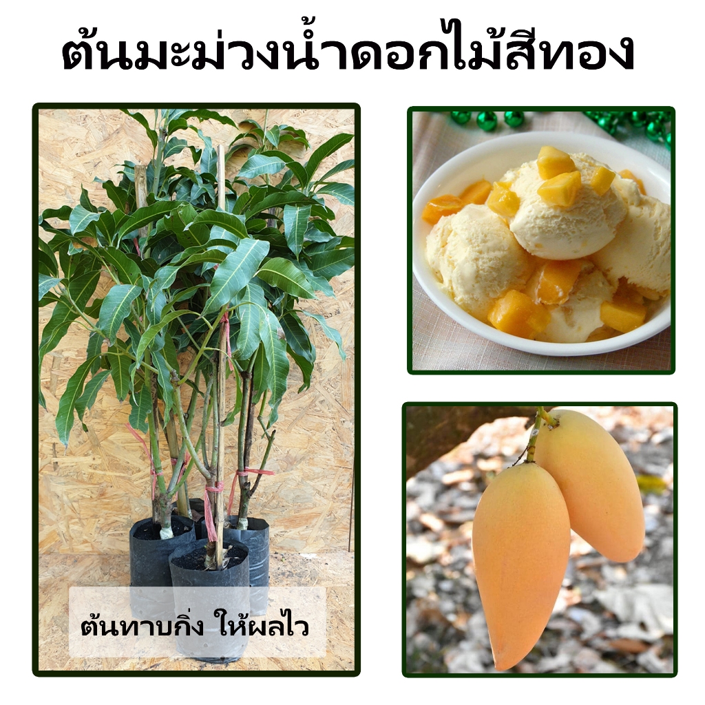 ต้นมะม่วงน้ำดอกไม้สีทอง ผลสุกมีสีเหลืองนวลหรือเหลืองทอง เนื้อผลมีสีครีม มีรสหวาน และมีกลิ่นหอม