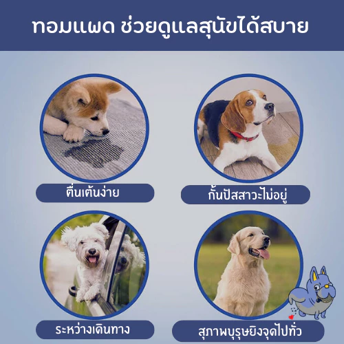 โอบิทอมแพด ผ้าอ้อมสุนัขตัวผู้ มีแถบวัดฉี่ ปรับเอวได้ thumbnail 6