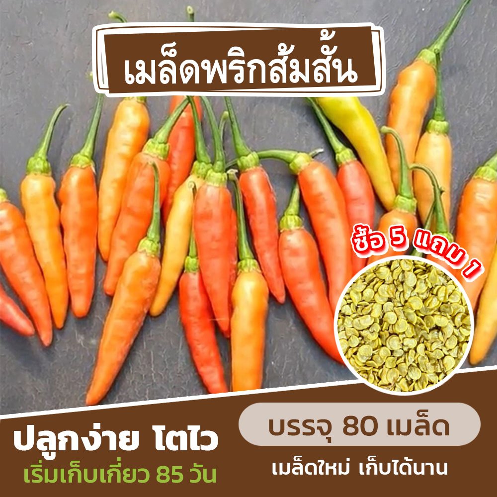 เมล็ดพันธุ์ พริกส้มสั้น แบ่งขาย 80 เมล็ด (ซื้อ 5 แถม 1) คละชนิดได้