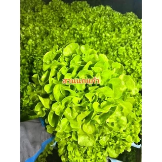 ปุ๋ยน้ำ AB ไฮโดรโปนิกส์ สูตรเข้มข้น(1:100) ขนาด 1 ลิตร(A1L+B1L) **ฟรีไซริงค์ Nipro1อัน**