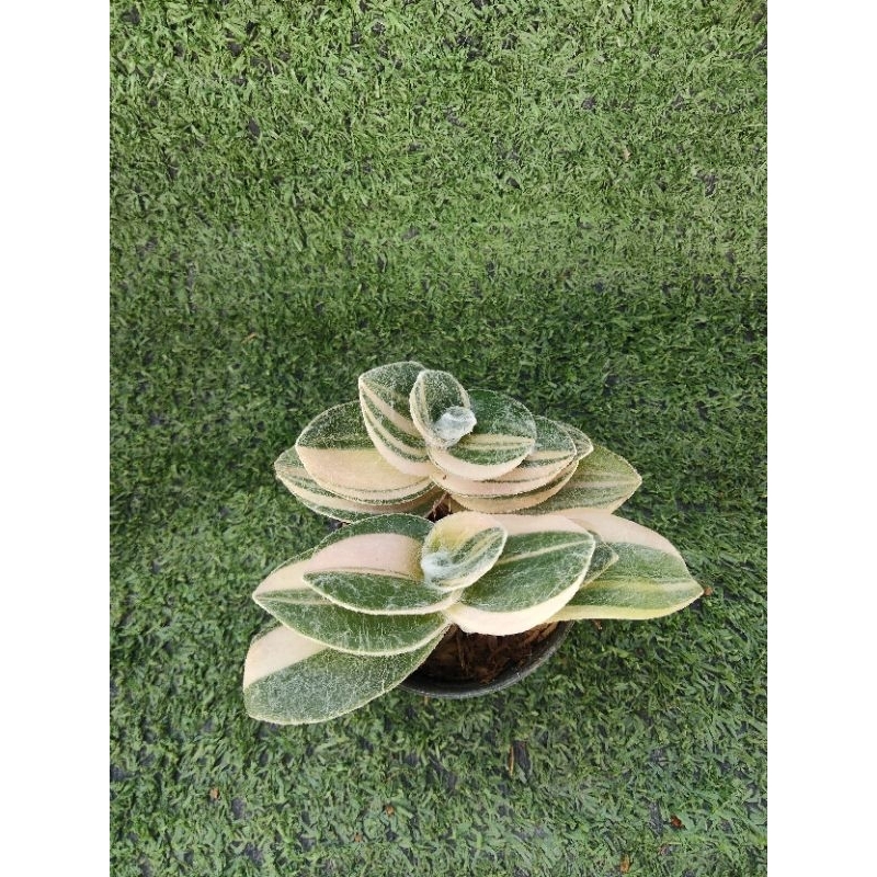 ต้นสายใยรักด่างขาว [ Tradescantia sillamontana variegated ] ในกระถาง2"