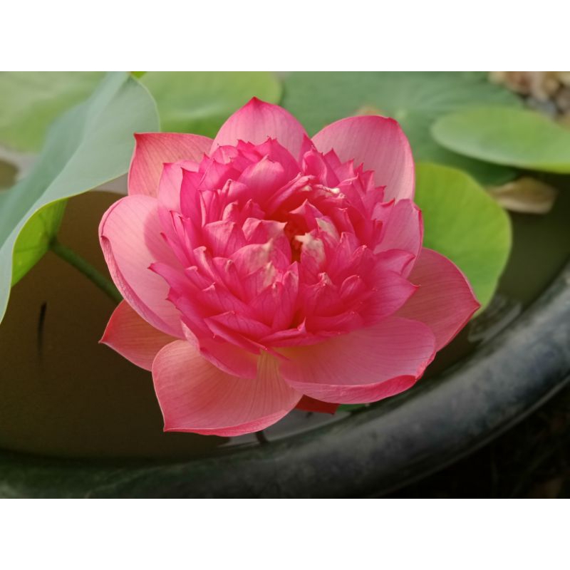 บัวหลวงPeachyGirl.(S)บัวหลวงขนาดเล็ก