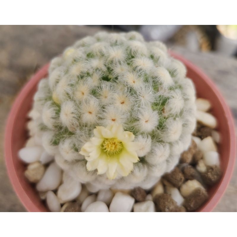 Mammillaria Plumosa นำเข้าญี่ปุ่น