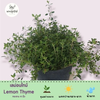 ต้นเลม่อนไทม์ Lemon Thyme #สมุนไพรฝรั่ง #กลิ่นหอม