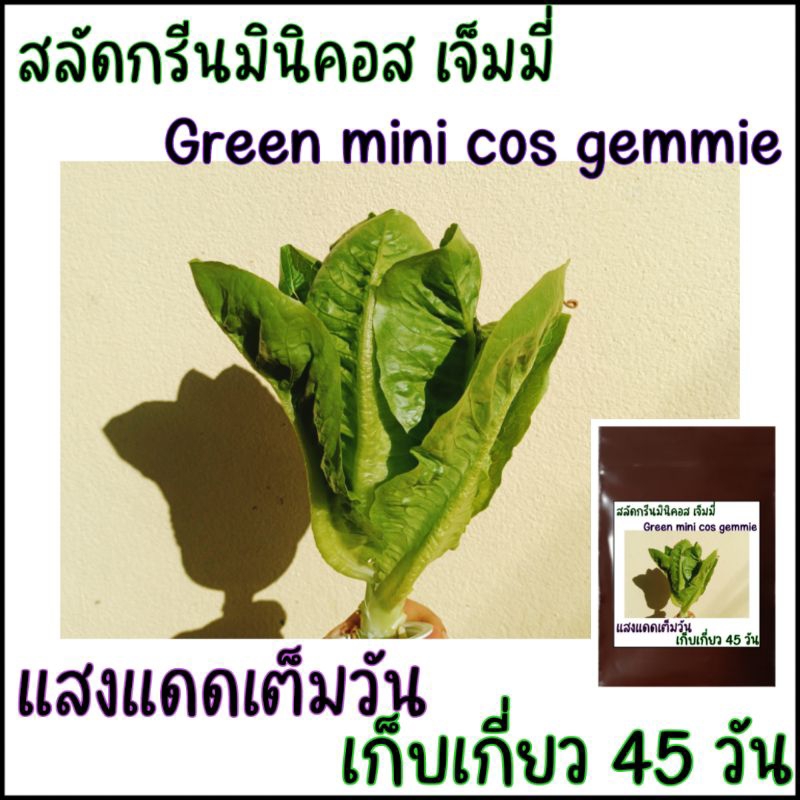 100 เมล็ด เมล็ดพันธุ์สลัดกรีนมินิคอส เจ็มมี่ - Green mini cos gemmie
