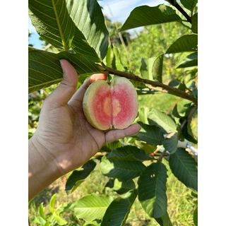 🍏ต้นฝรั่งหงเปาสือ(ไส้แดงหวานกรอบ)🔥สั่งขั้นต่ำ 2 ต้น🔥🔥กดติดตามลดเพิ่ม 10 บาท🔥