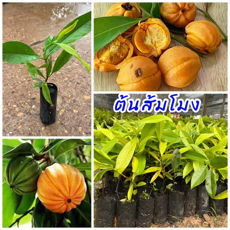 ต้นส้มโมง หรือ ชะมวง เพาะเมล็ด ใบมีรสเปรี้ยว นิยมนำมาปรุงอาหารมีสรรพคุณมากมาย ราคาถูก Shopee Lazada