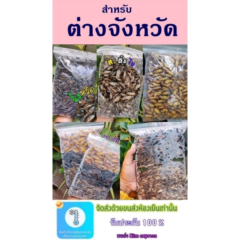 ต่างจังหวัด​ เท่านั้น หรีดไข่ สะดิ้ง​ไข่ แด้ แมลงรวม